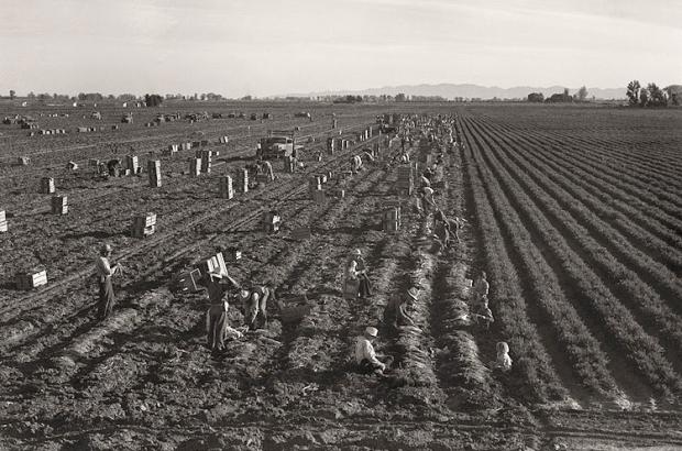 Agricultural workers in field