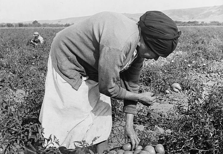 Mexican woman farm laborer picking tomatoes in a California field, 1938.