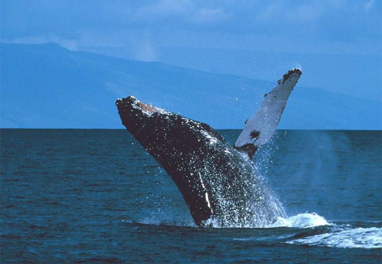 Breaching humpback whale.